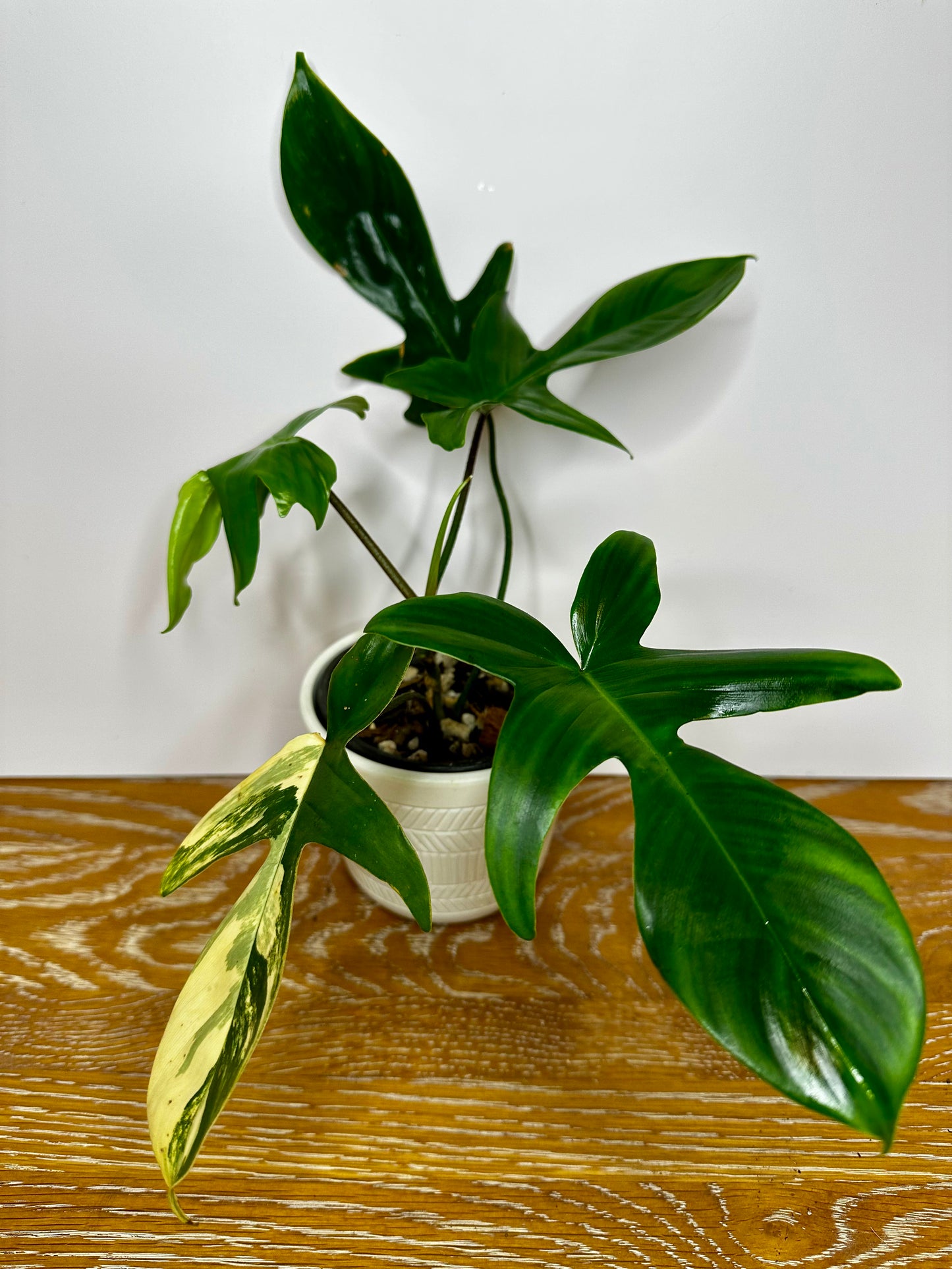 Philodendron Florida Beauty -Reverted