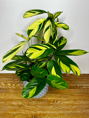 Calathea Pilosa