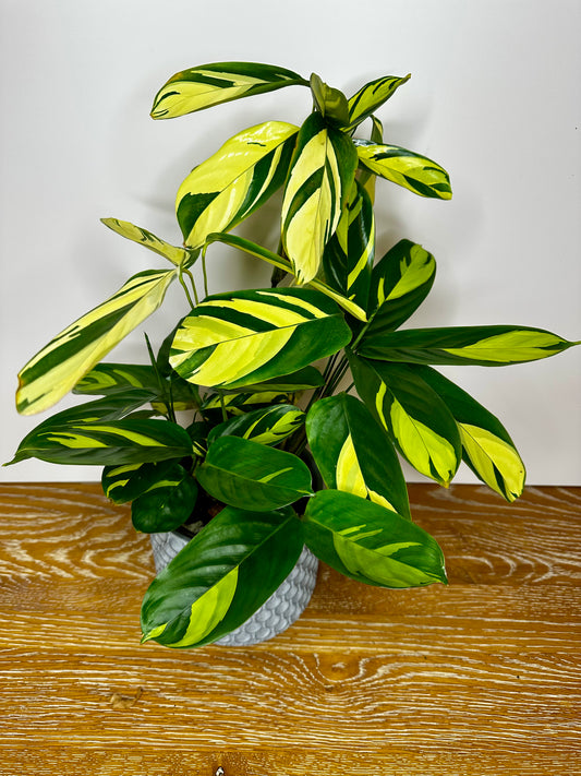 Calathea Pilosa