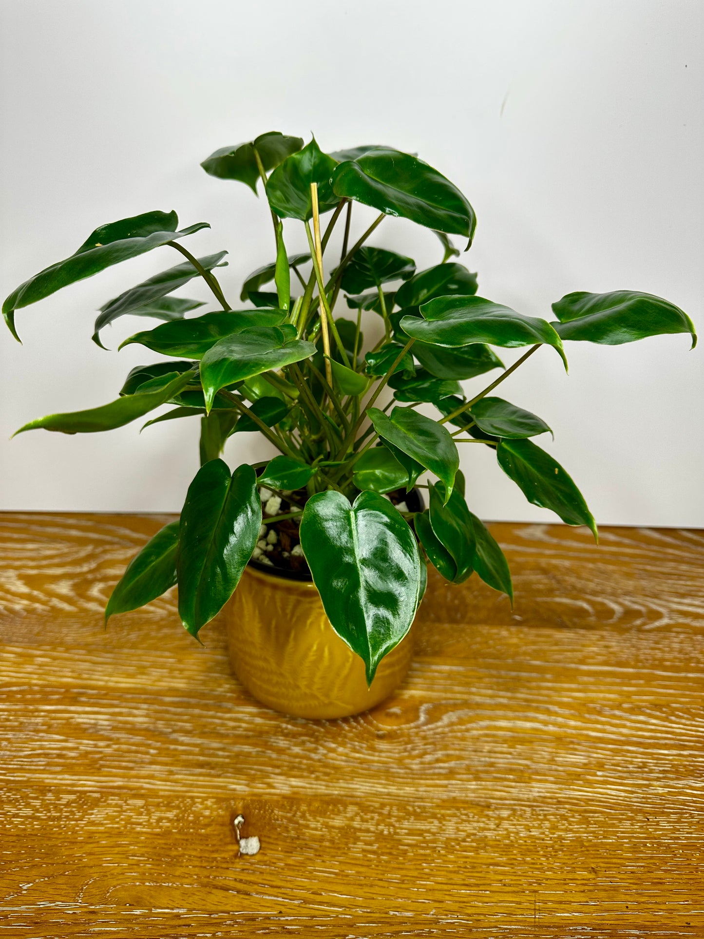 Philodendron Burle Marx Reverted