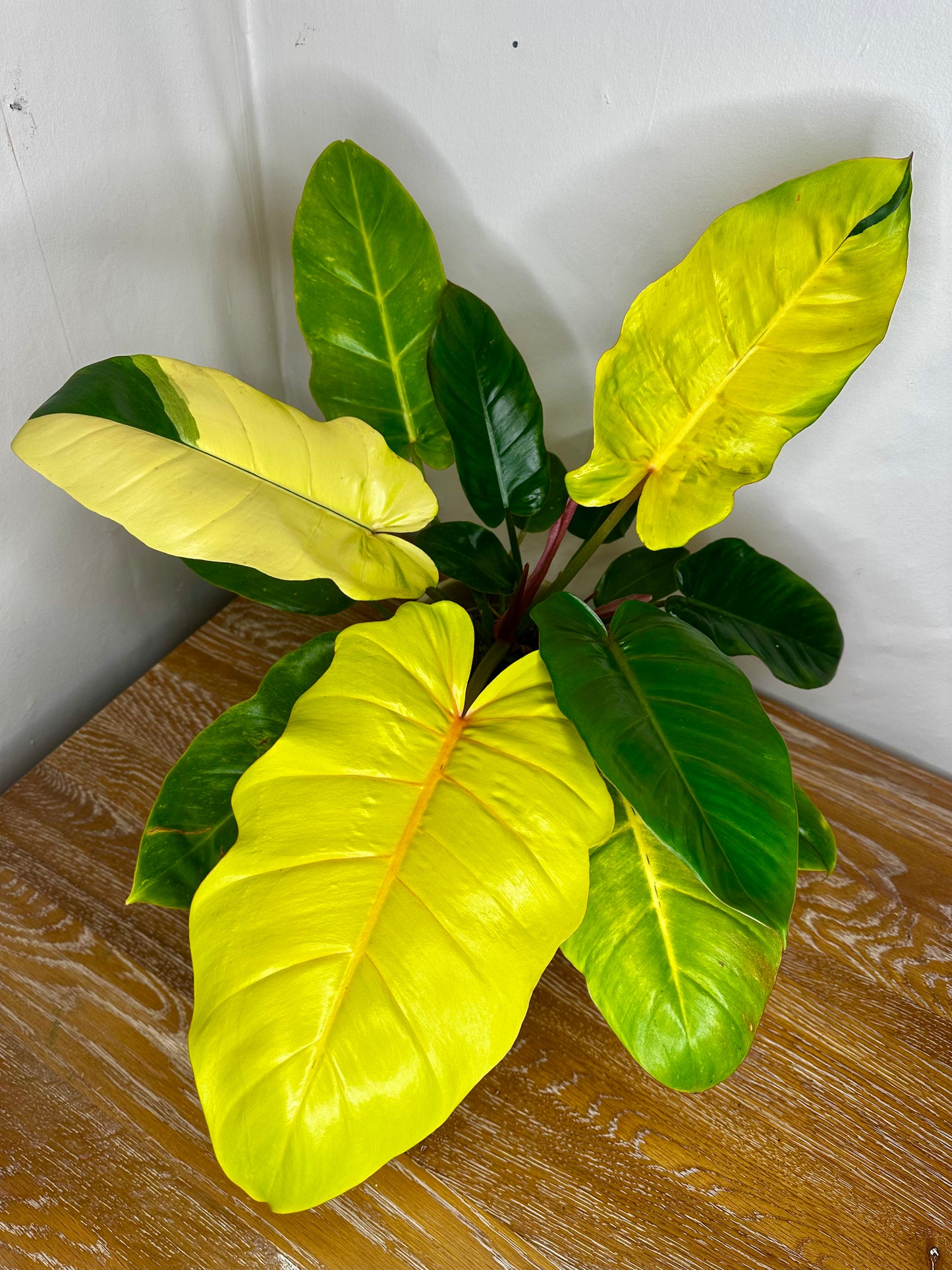 Philodendron Jungle Fever