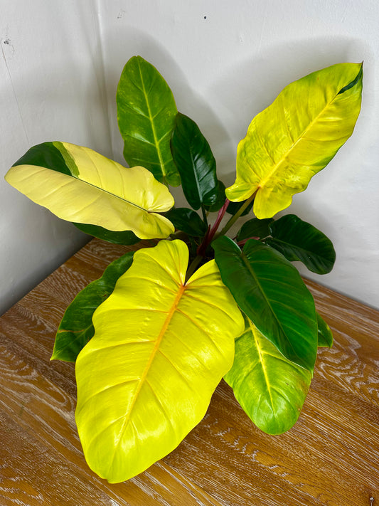 Philodendron Jungle Fever