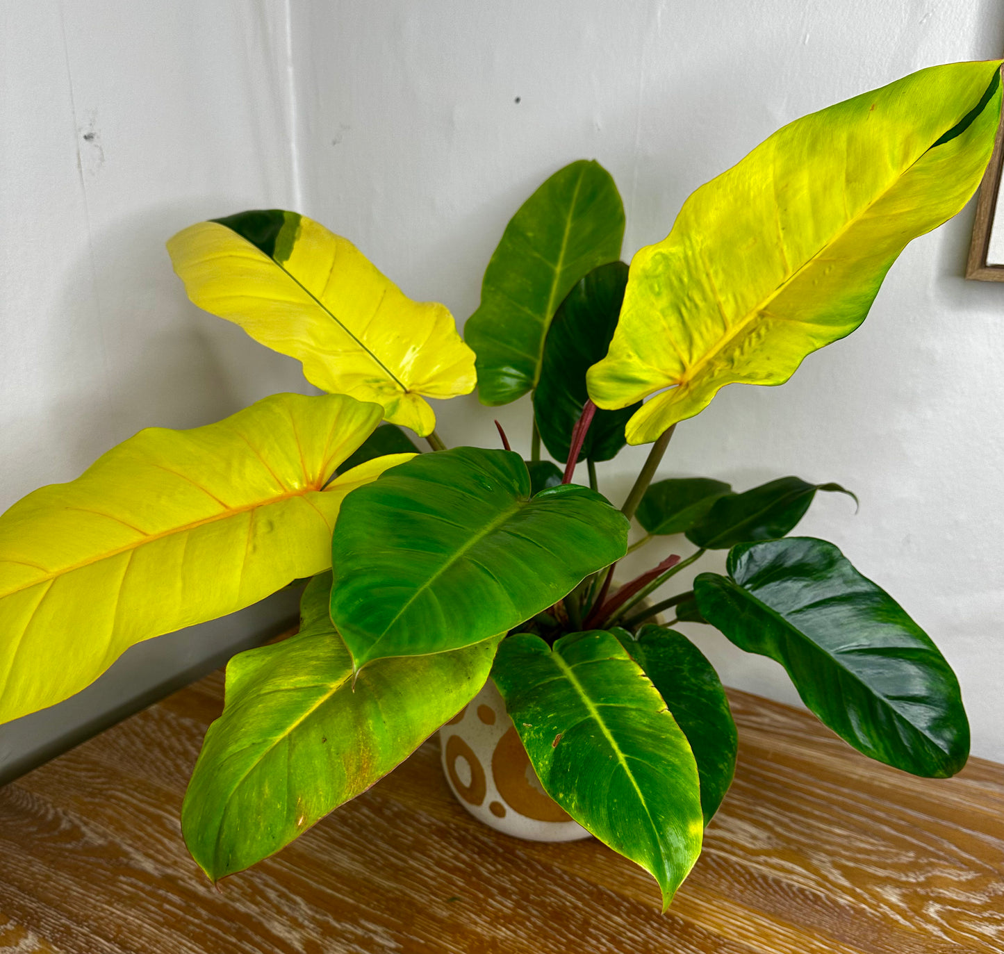 Philodendron Jungle Fever