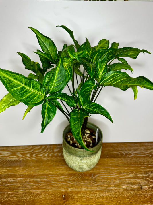 Syngonium Angustatum Little Star