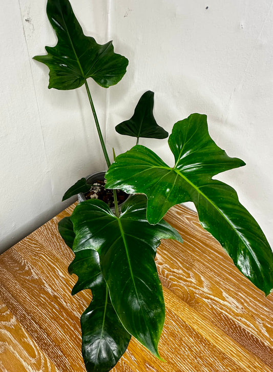 Philodendron Green Dragon