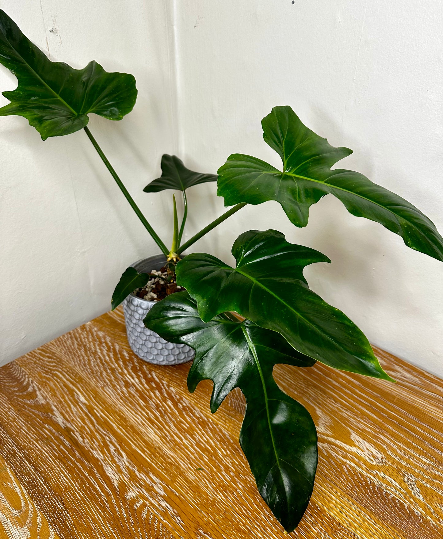 Philodendron Green Dragon