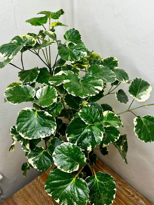 Aralia Balfour Variegated