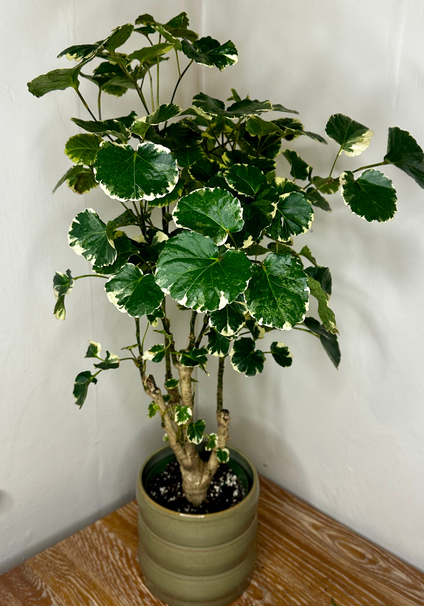 Aralia Balfour Variegated