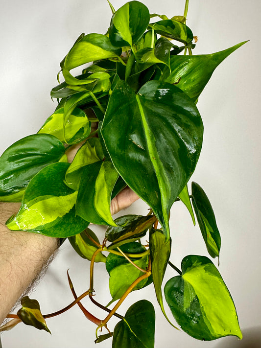 broad leaf philodendron Big Leaf Philodendron main image 1