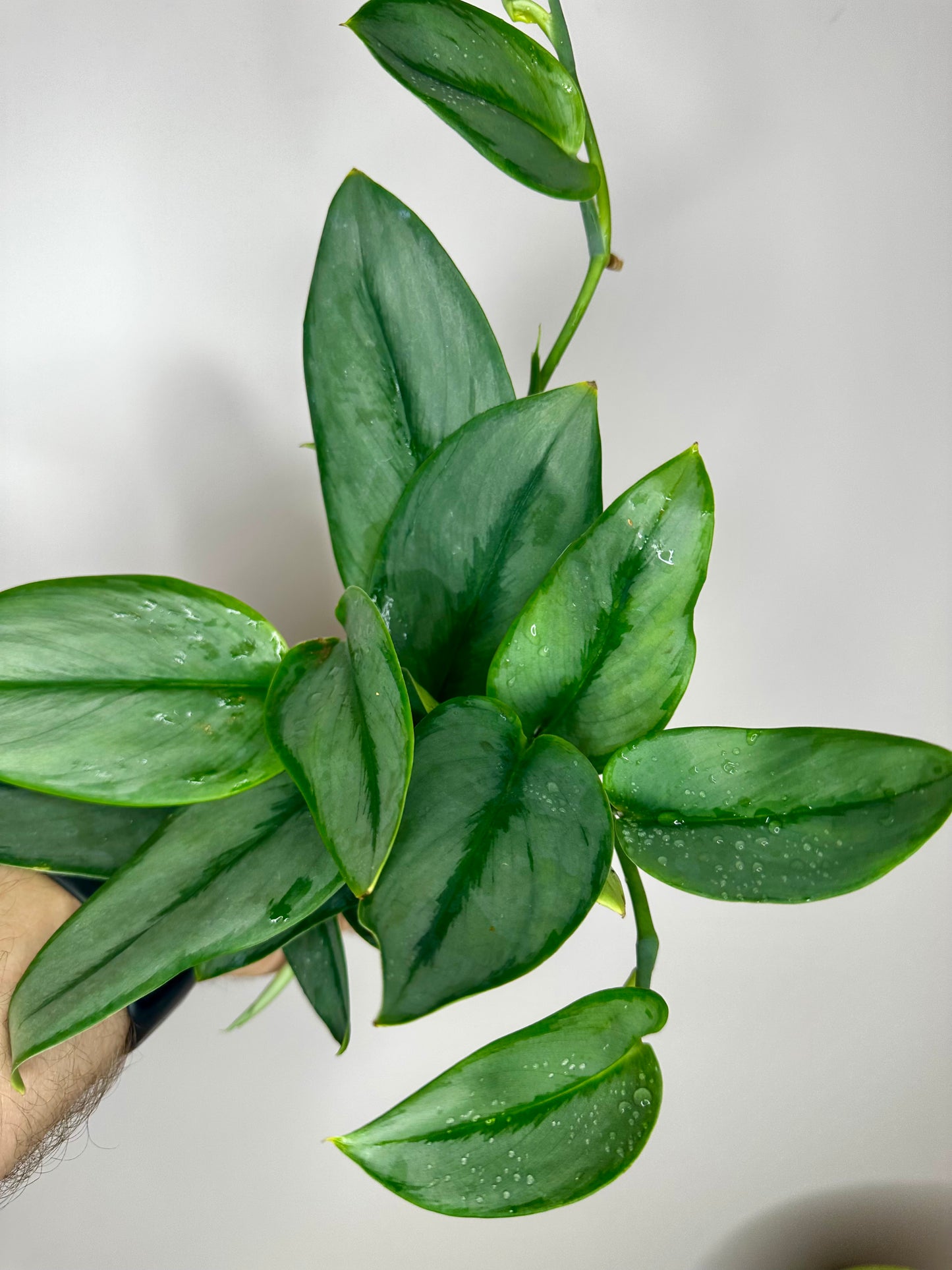 Scindapsus Treubii Moonlight