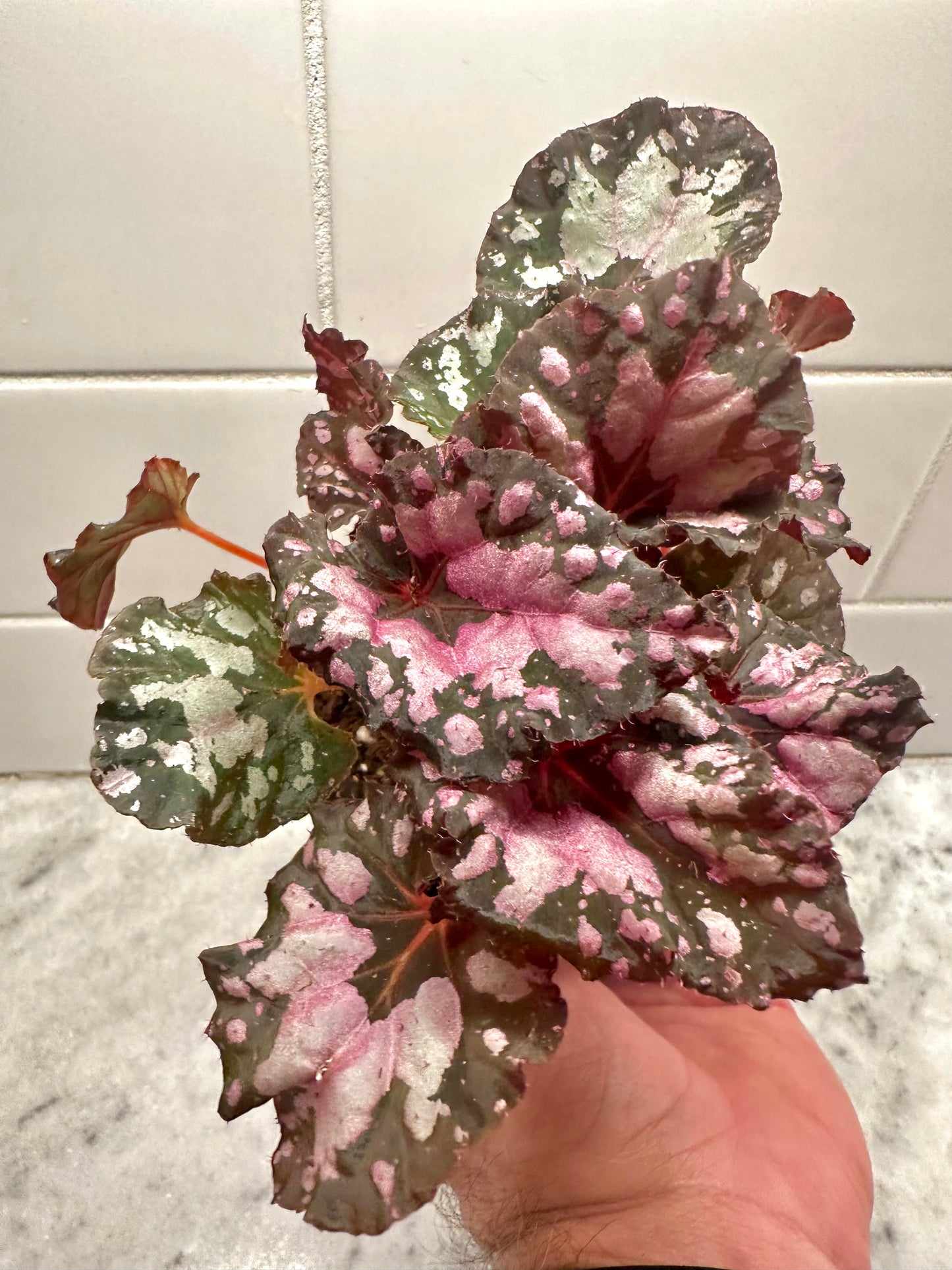 Begonia Rex Hybrid - Assorted