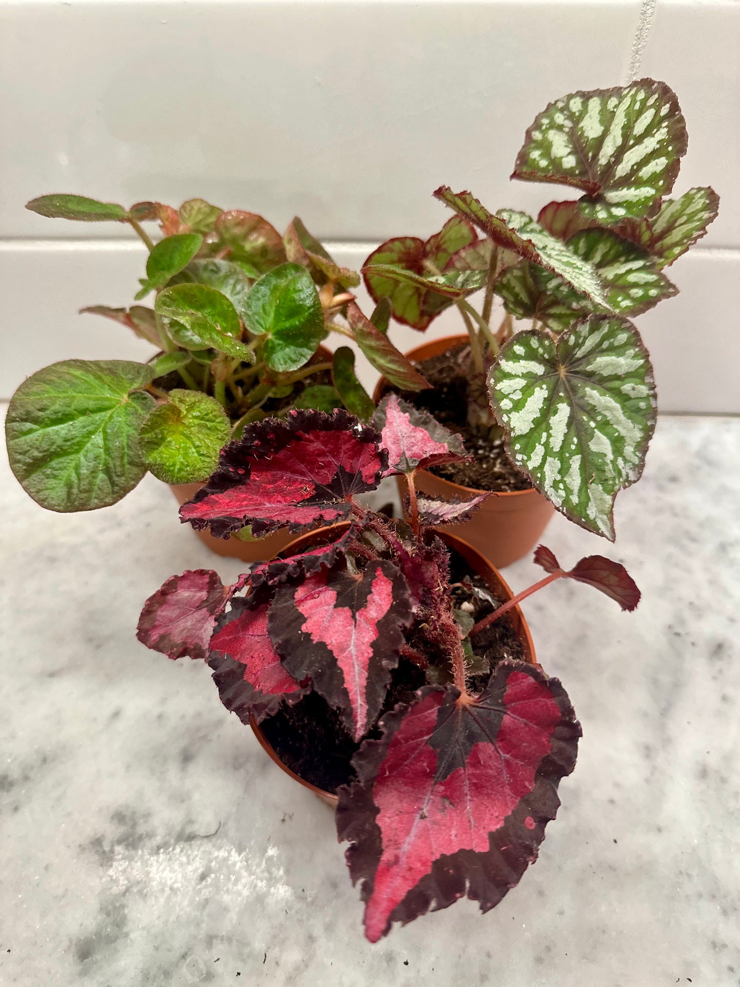 Begonia Rex Hybrid - Assorted