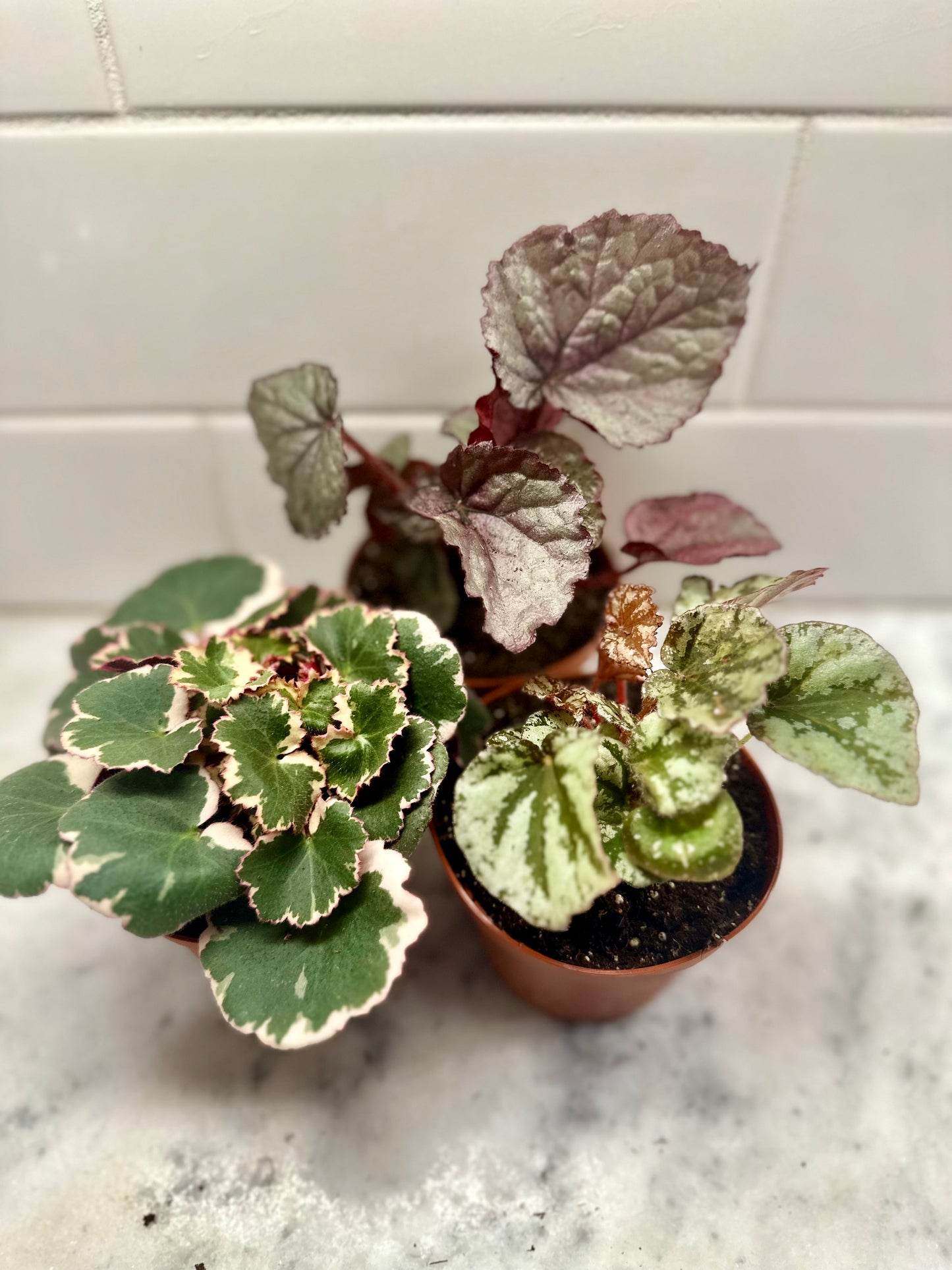 Begonia Rex Hybrid - Assorted