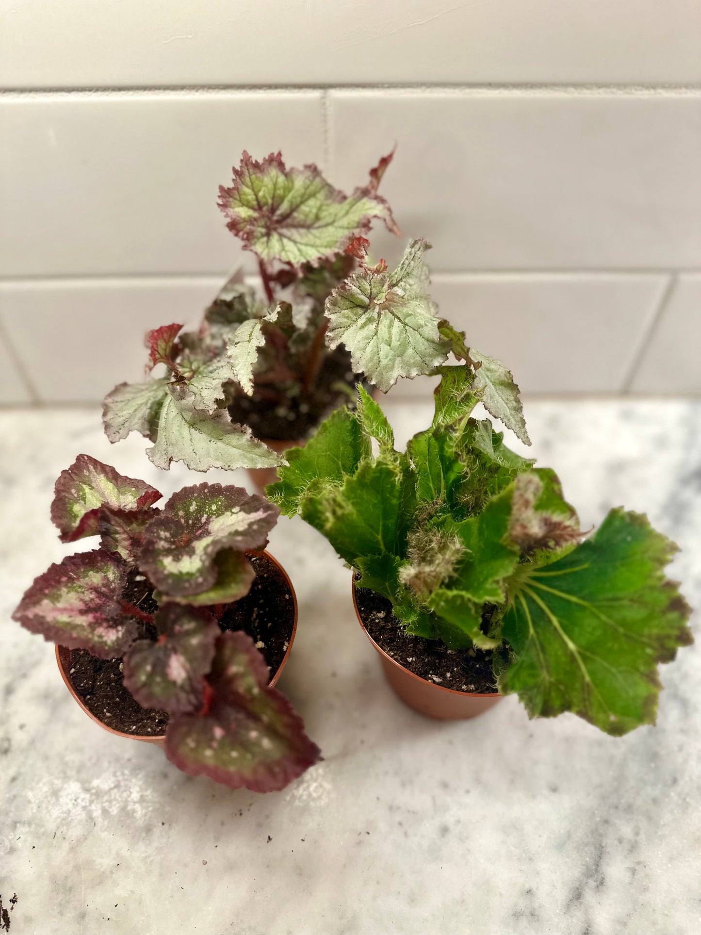 Begonia Rex Hybrid - Assorted