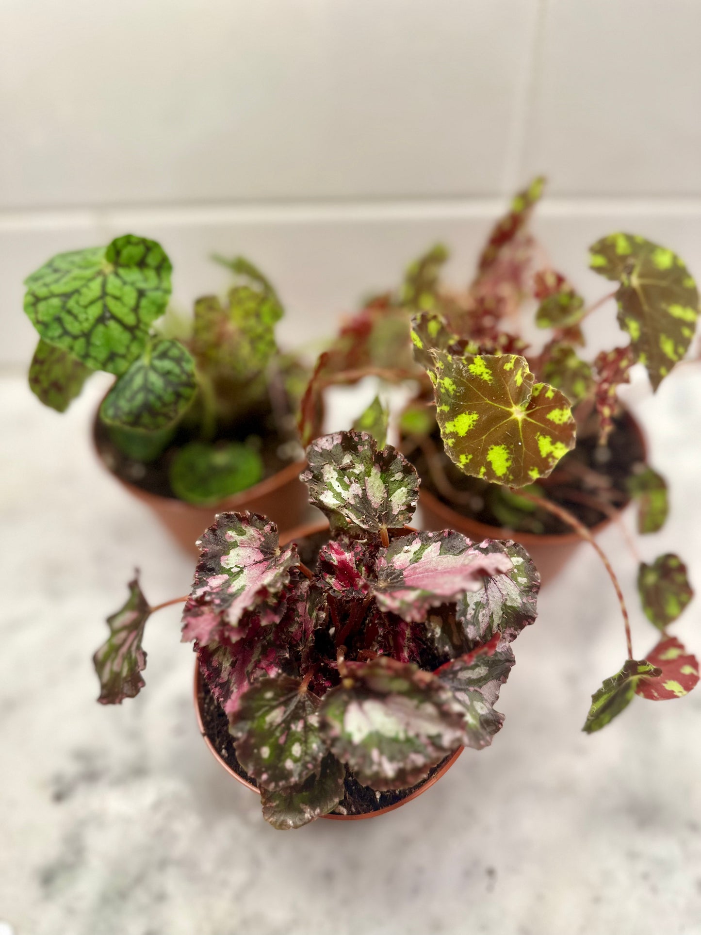 Begonia Rex Hybrid - Assorted