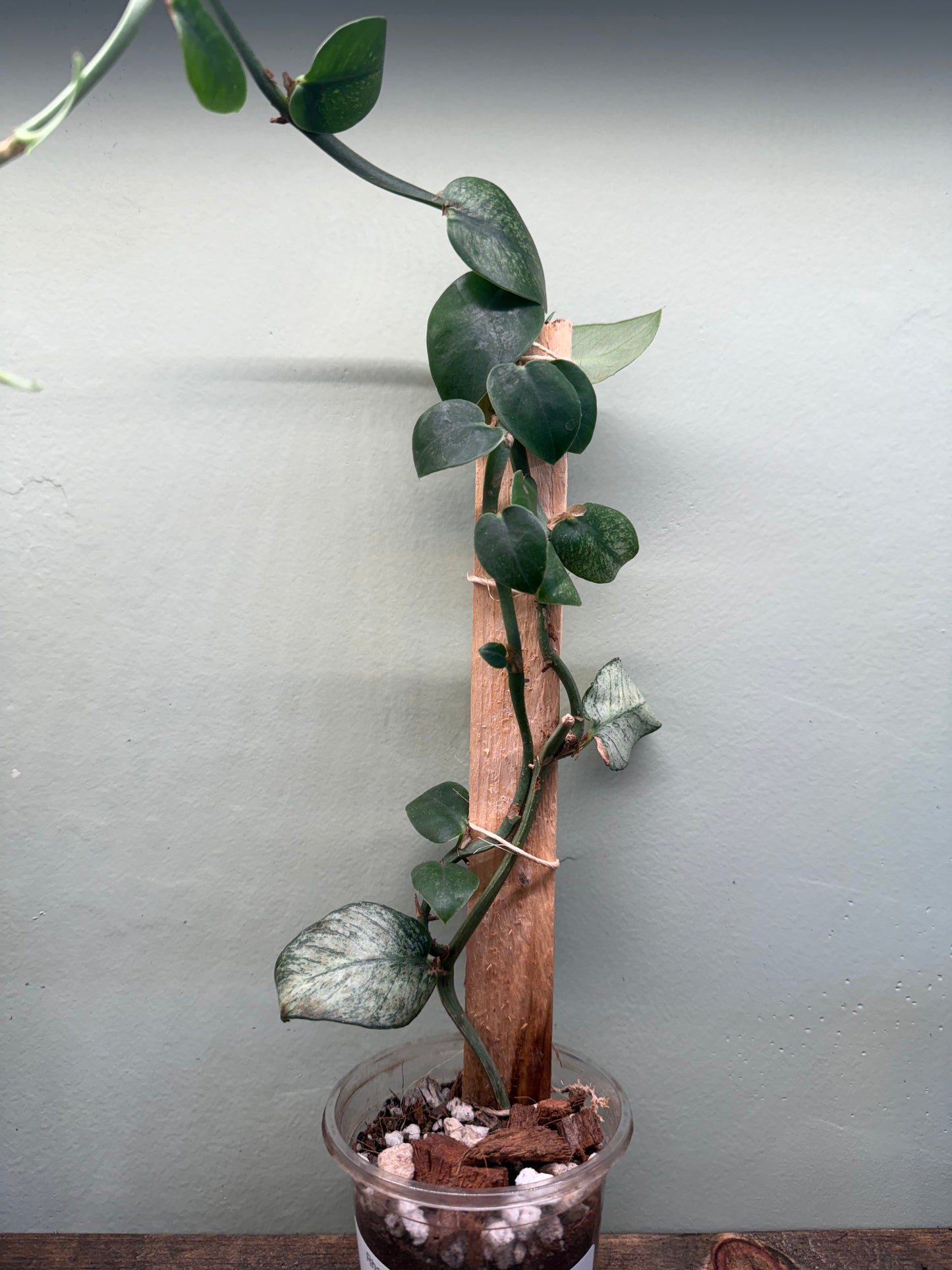 Rhaphidophora Hongkongensis Mint