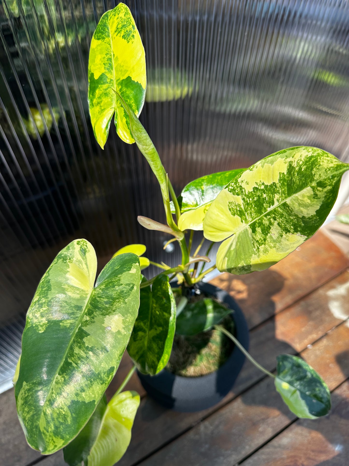 Philodendron  Variegated Burle Marx