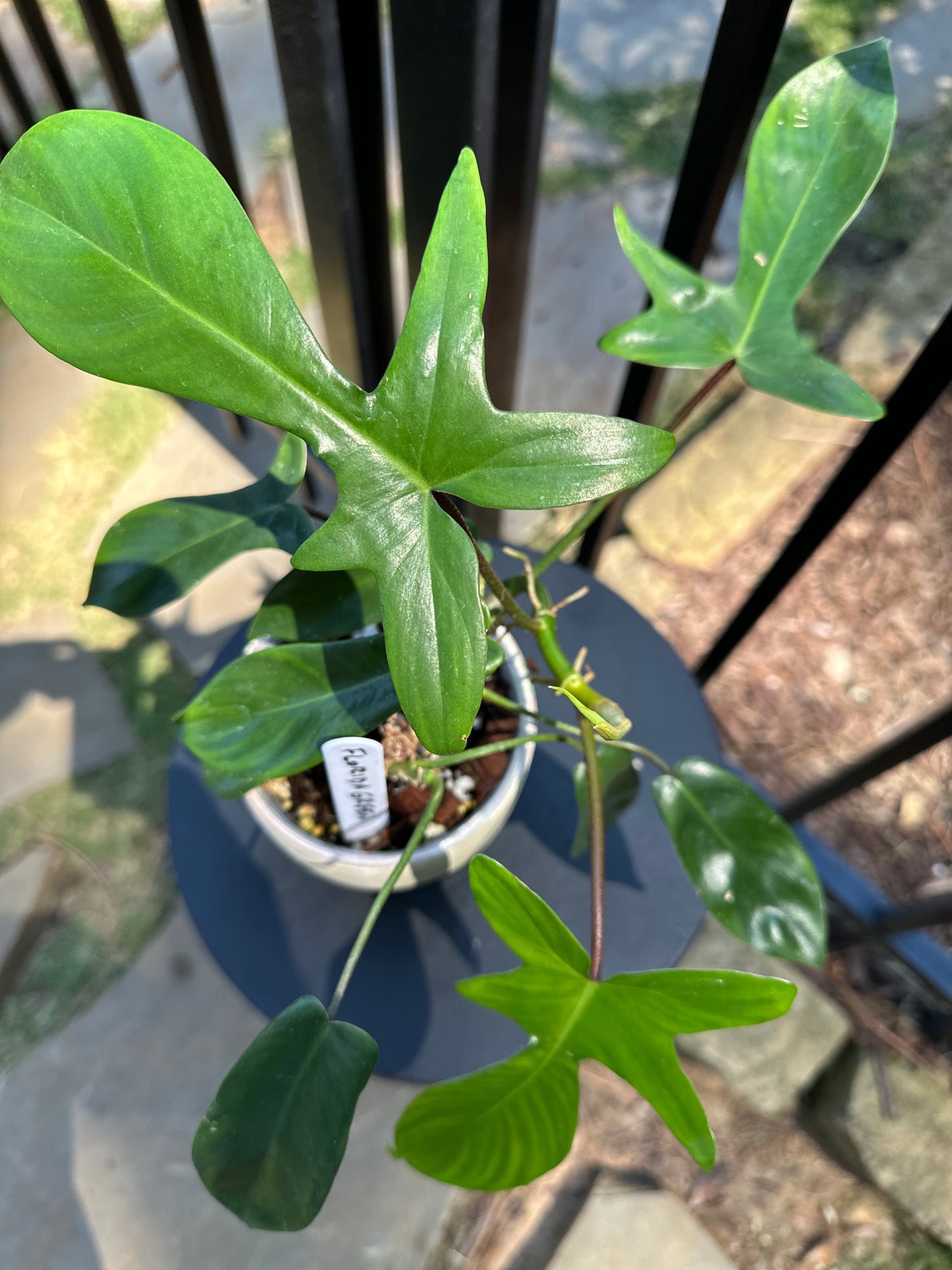 Philodenron Florida Green