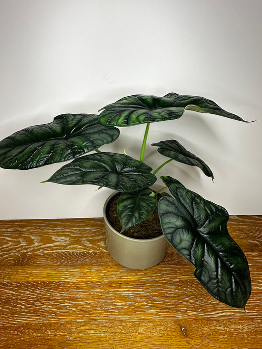 Alocasia Dragon Scale