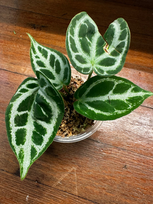 Anthurium Magnificum X Silver Blush