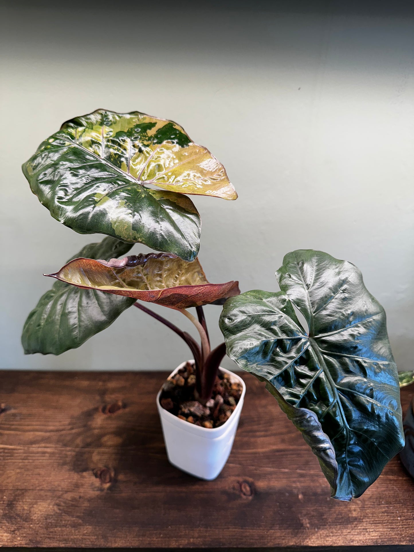 Alocasia Yucatan Princess