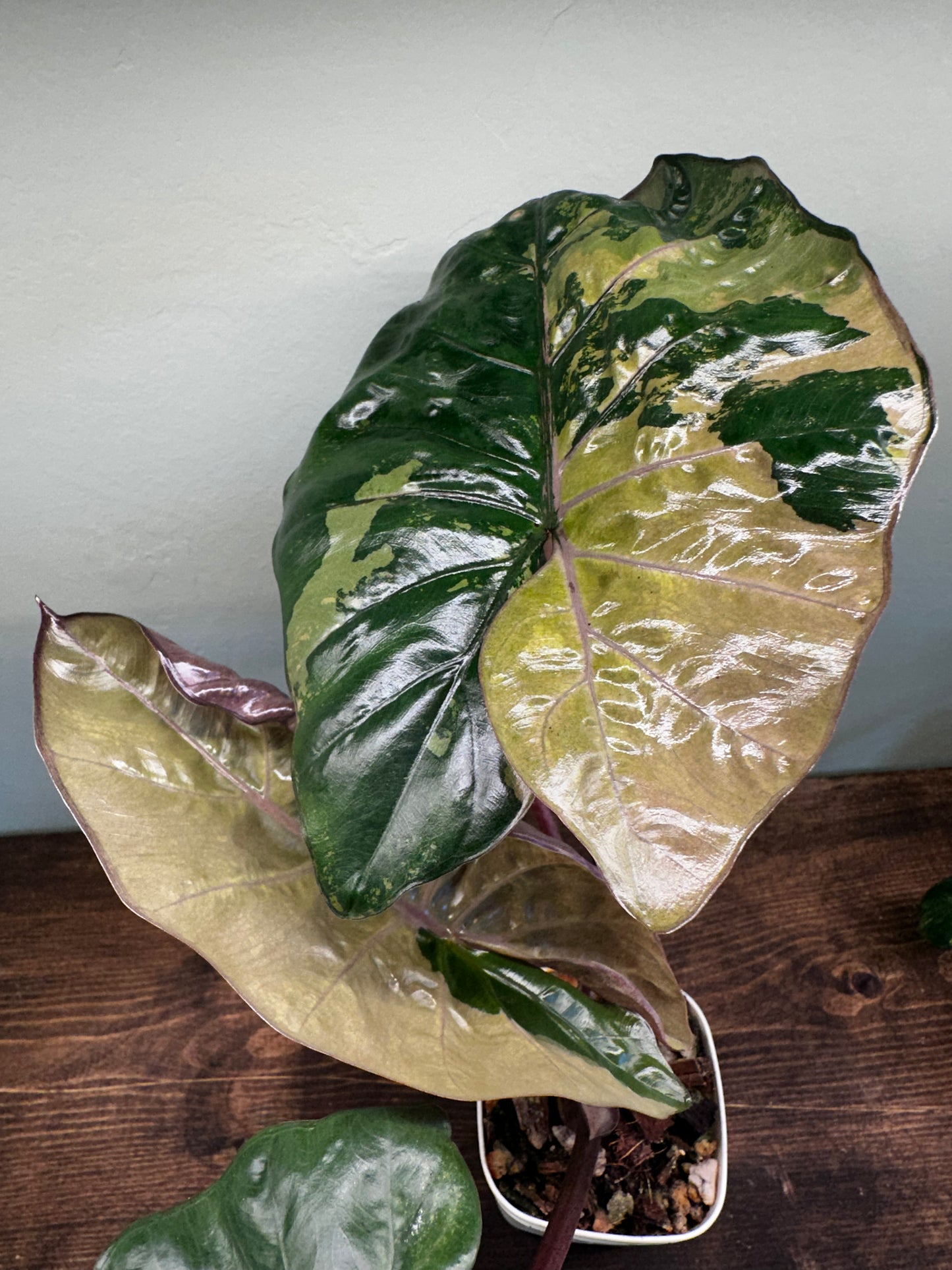 Alocasia Yucatan Princess