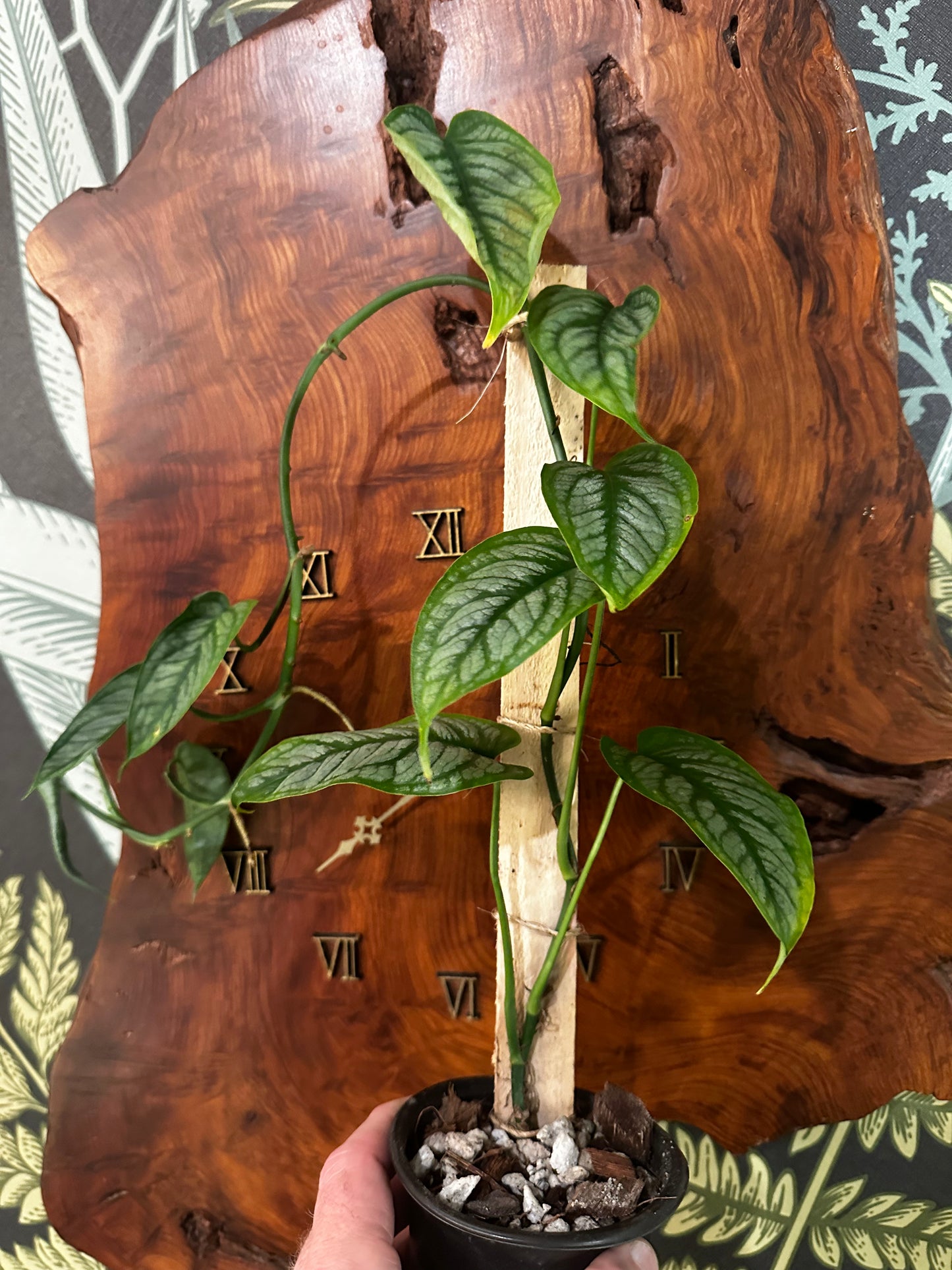 Monstera Siltepecana El Salvador