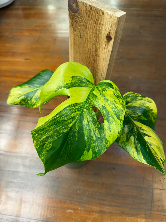Monstera Aurea Tri Color