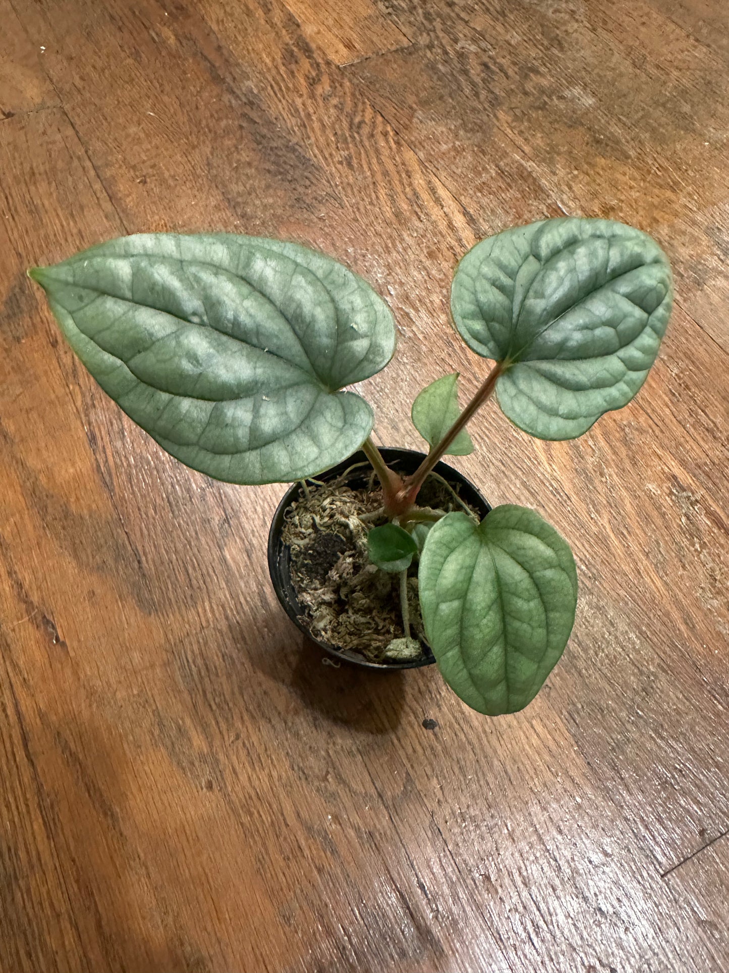 Anthurium Luxurian