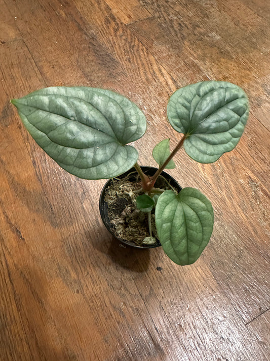 Anthurium Luxurian