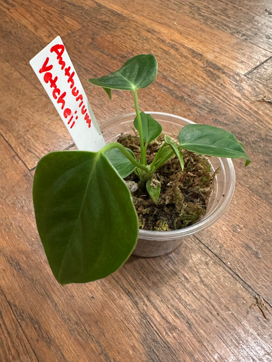 Anthurium Vetcheii