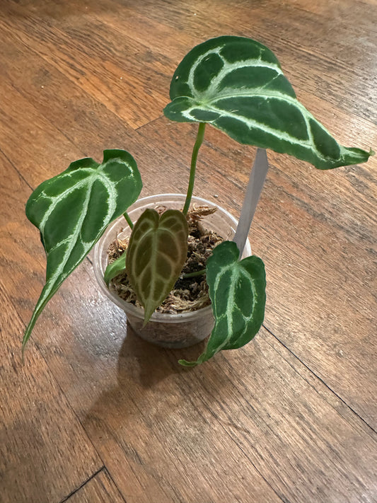 Anthurium Crystallinum X Dorayaki