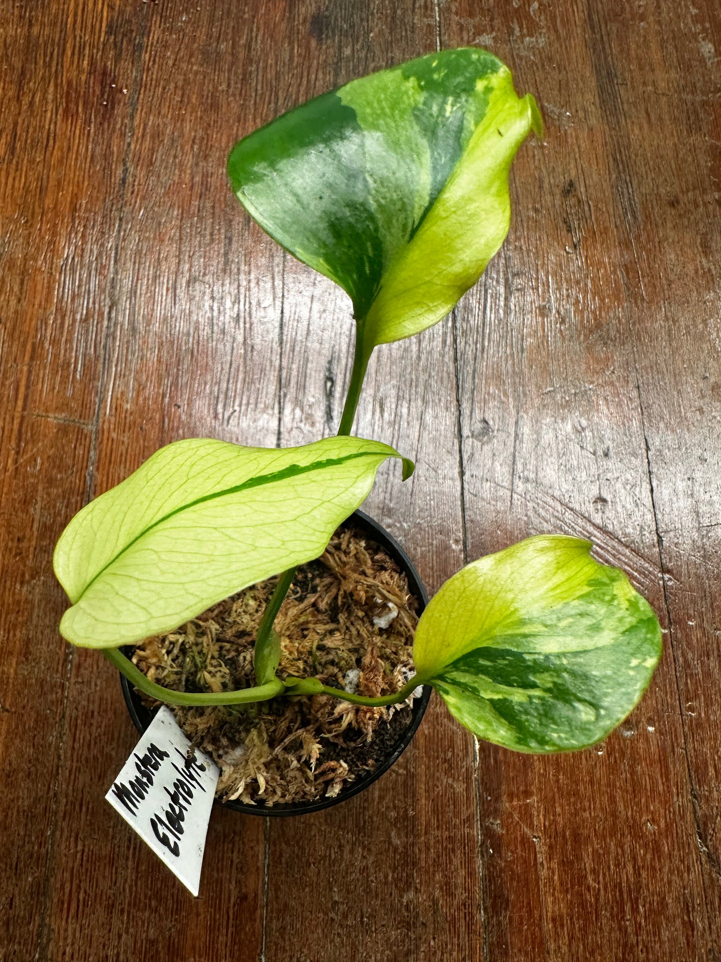 Monstera Electrolyte