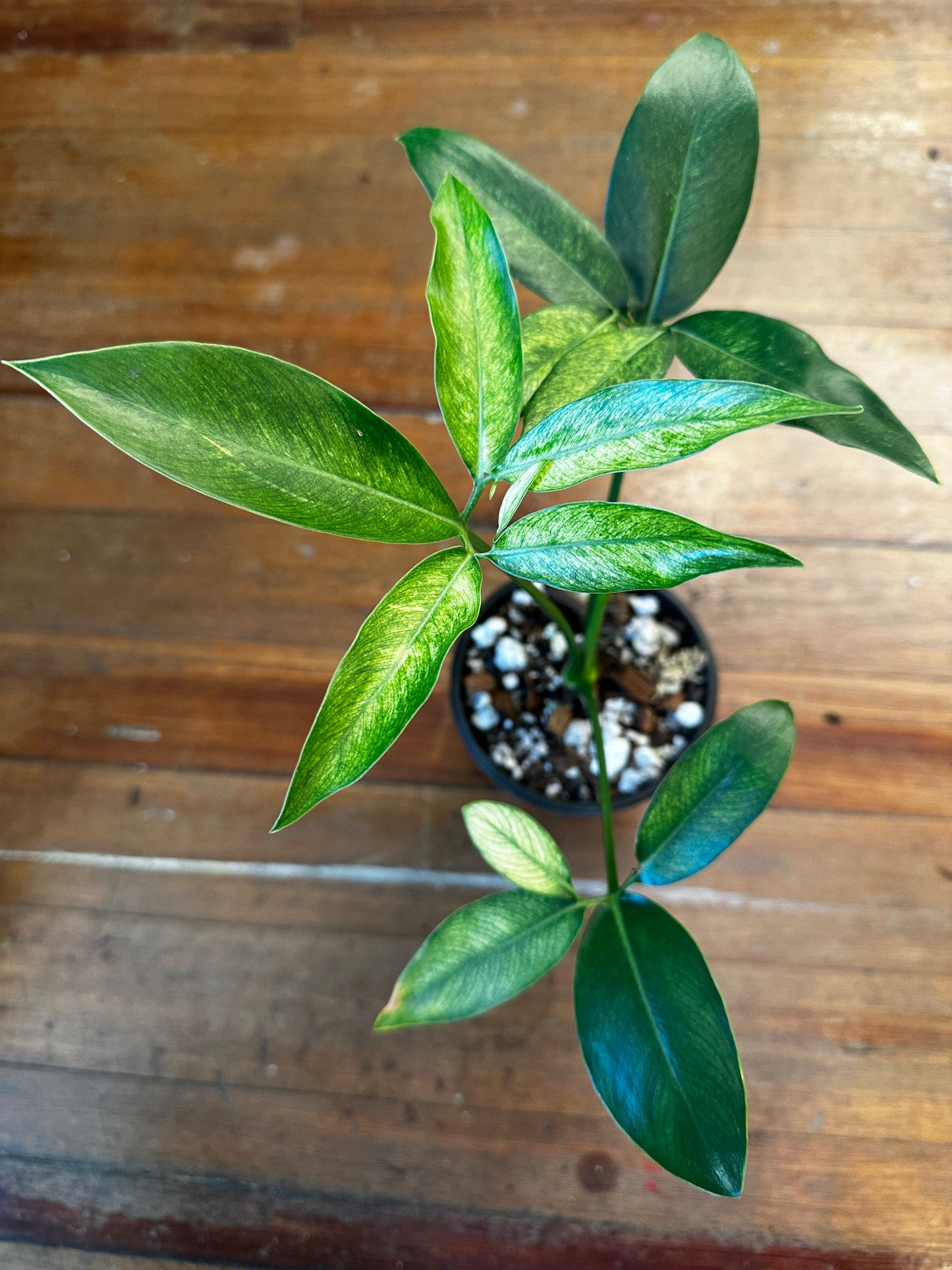 Philodendron Goeldii Mint