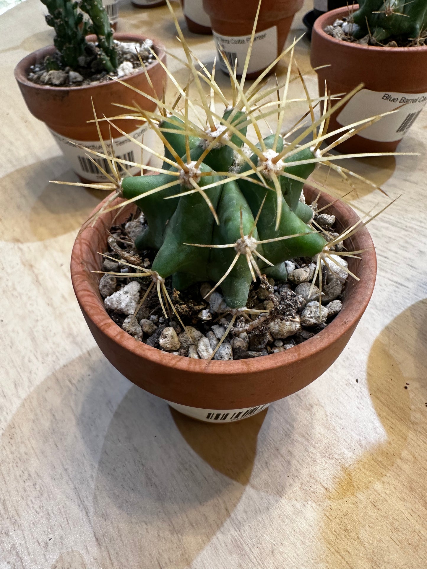 Blue Barrel Cactus in Terra Cotta Planter