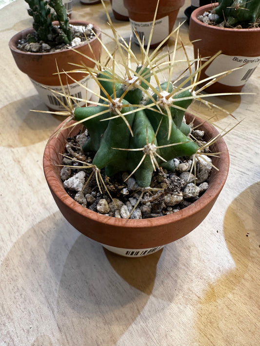 Blue Barrel Cactus in Terra Cotta Planter