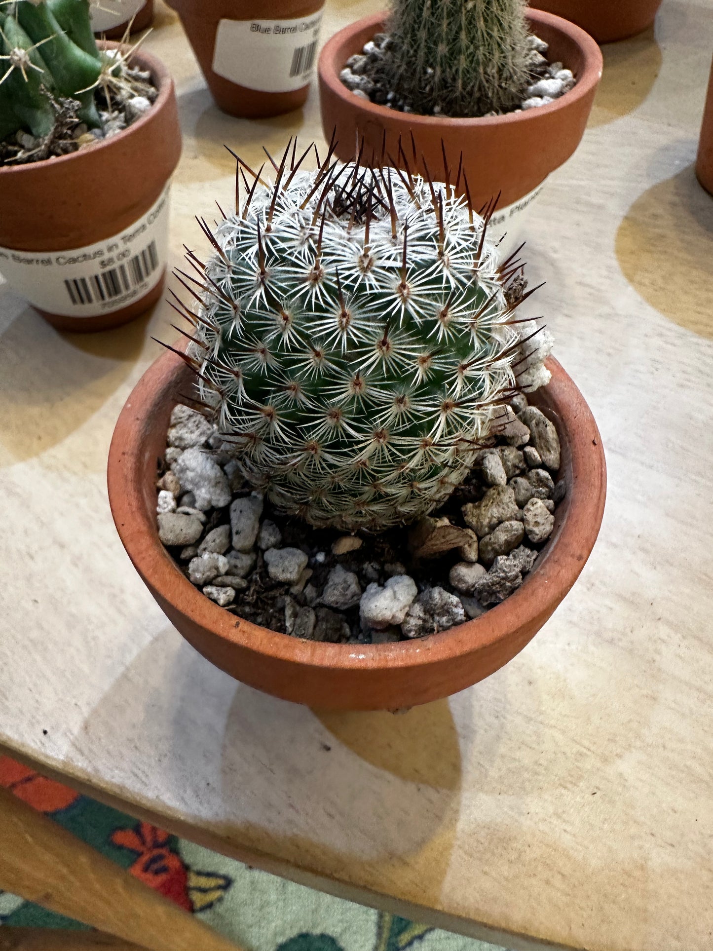 Pin Cushion Cactus in Terra Cotta Planter