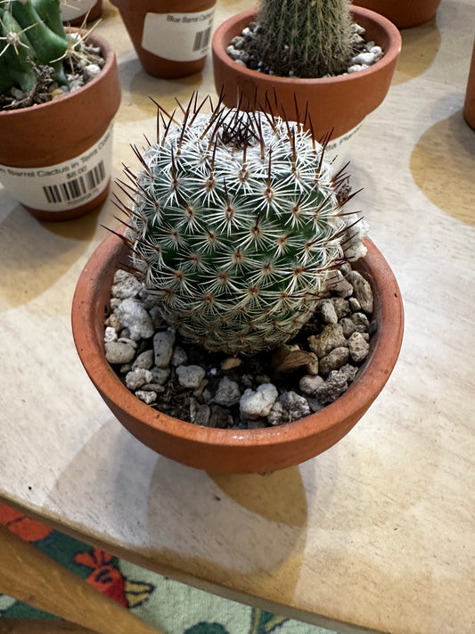 Pin Cushion Cactus in Terra Cotta Planter