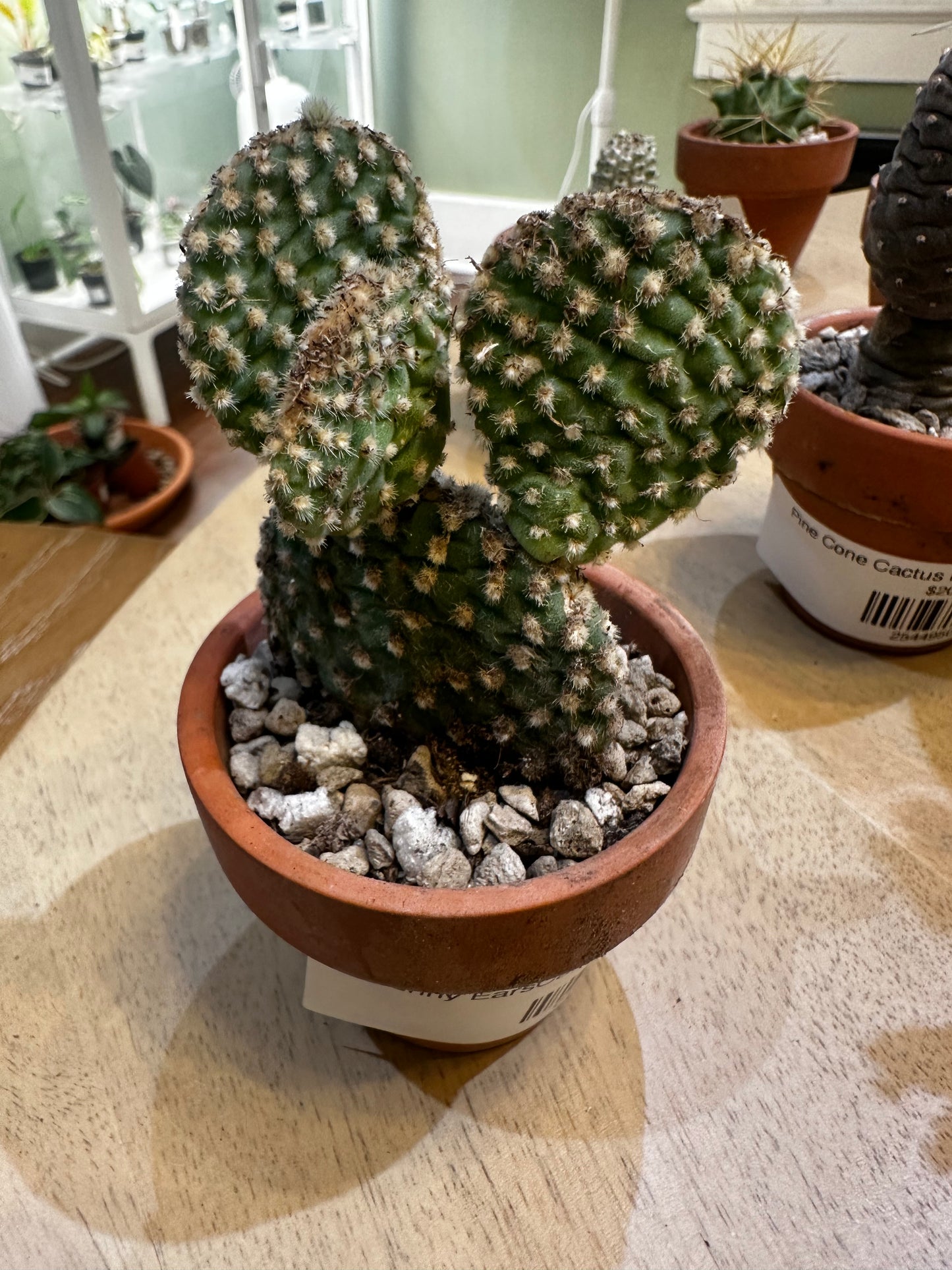 Bunny EarsCactus in Terra Cotta Planter