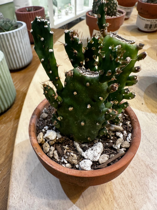 Joseph's Coat Cactus in Terra Cotta Planter