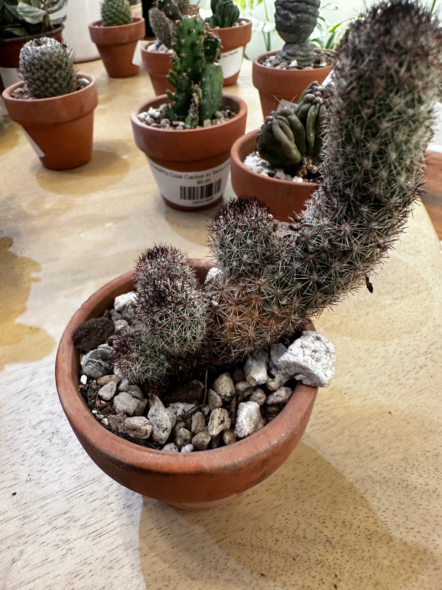 Ladyfinger Cactus in Terra Cotta Planter