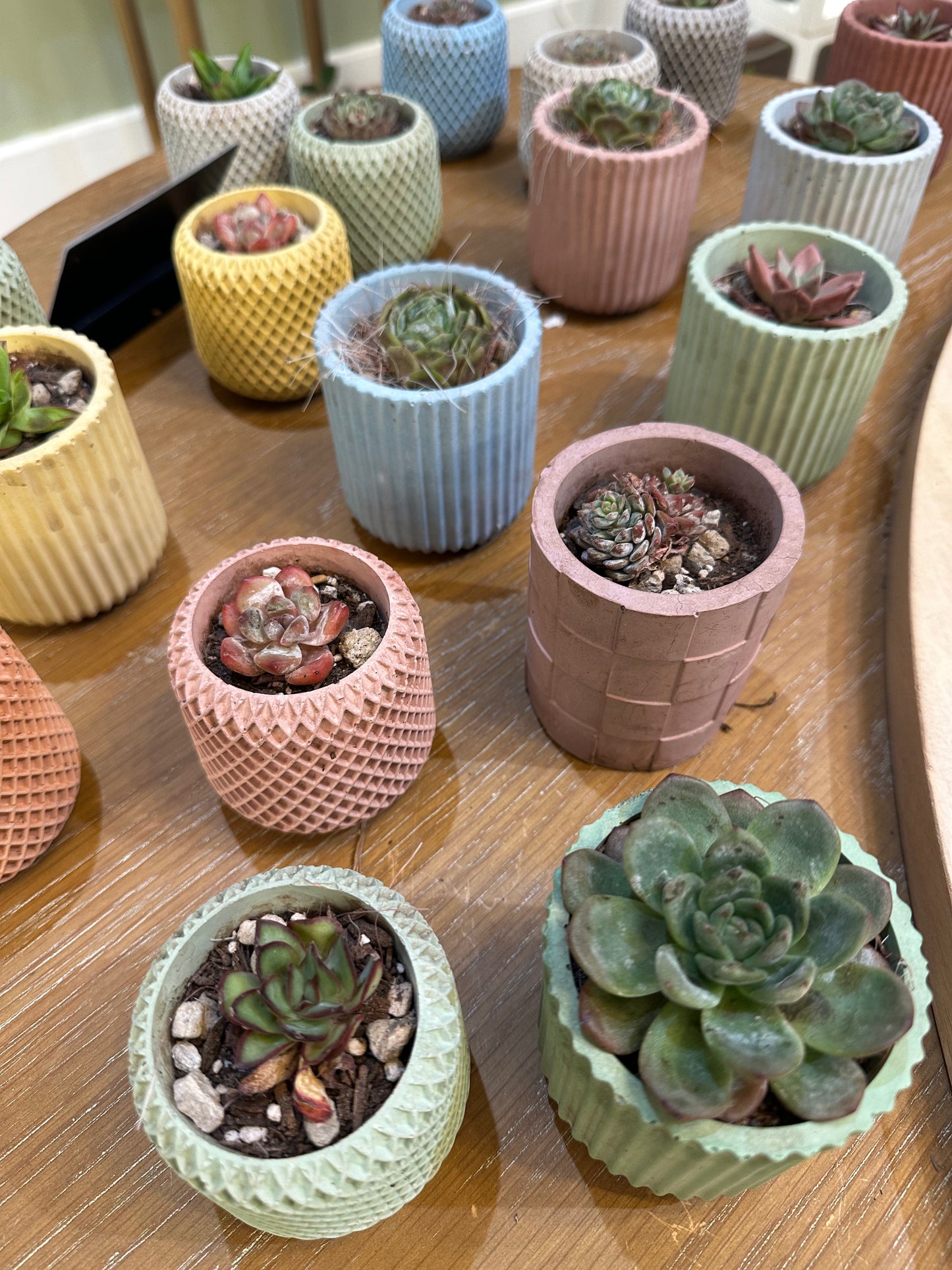 Miscellaneous 2" Succulents in Concrete Planter