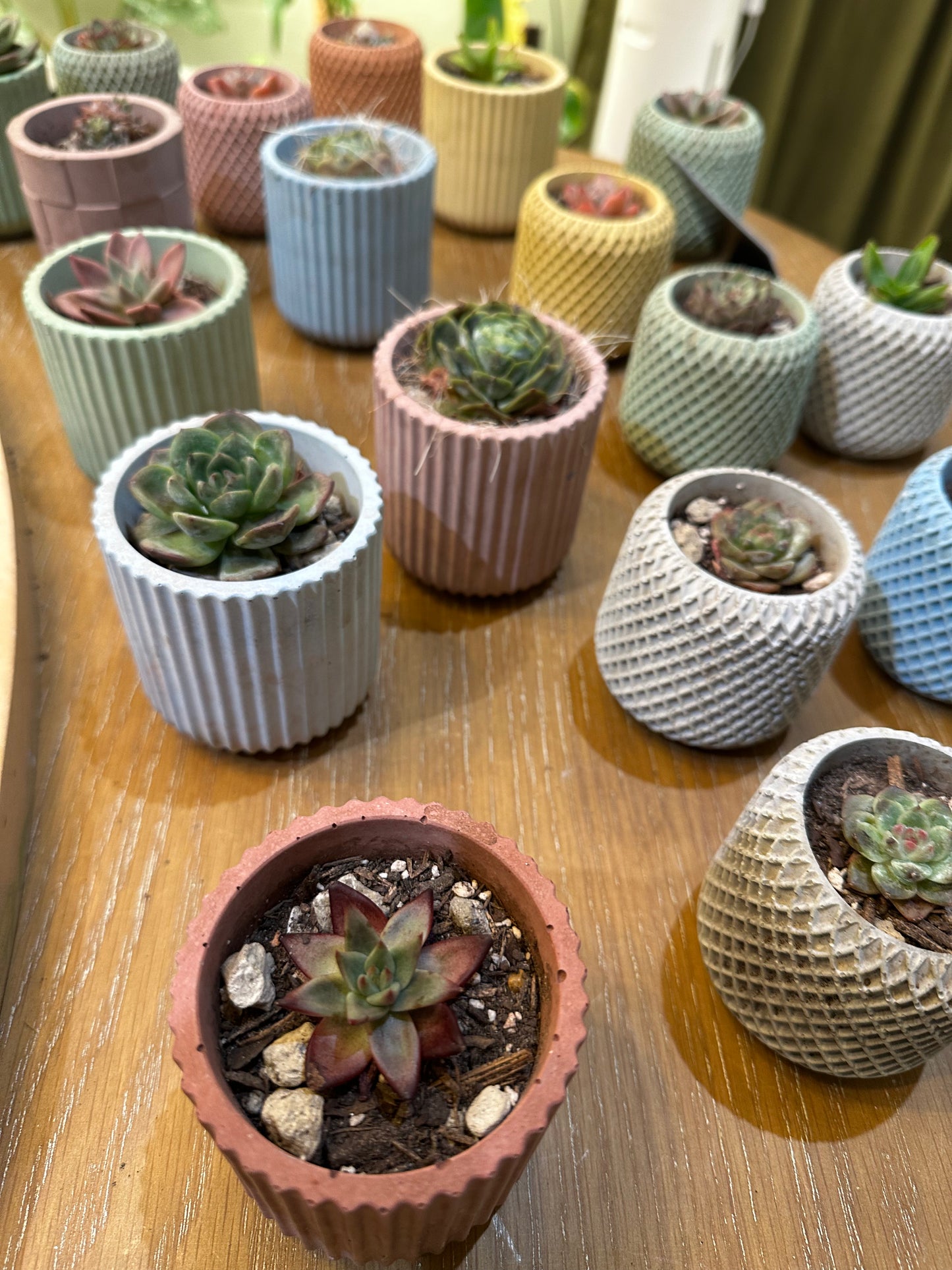 Miscellaneous 2" Succulents in Concrete Planter