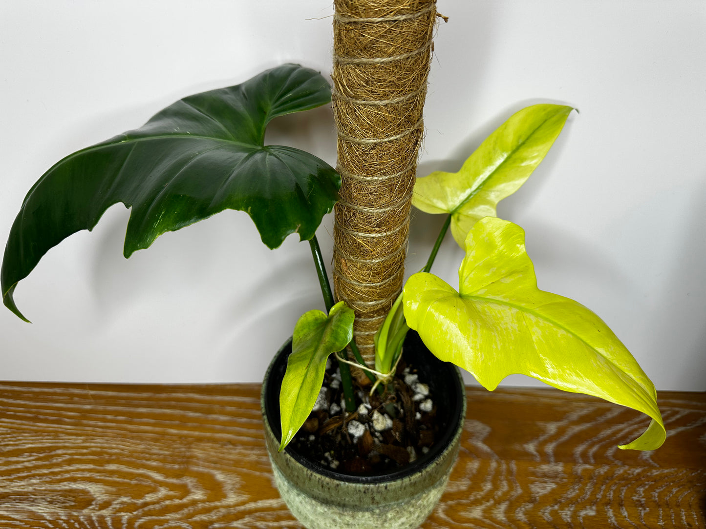 Philodendron Golden Dragon Mint Variegated