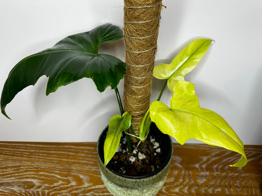 Philodendron Golden Dragon Mint Variegated