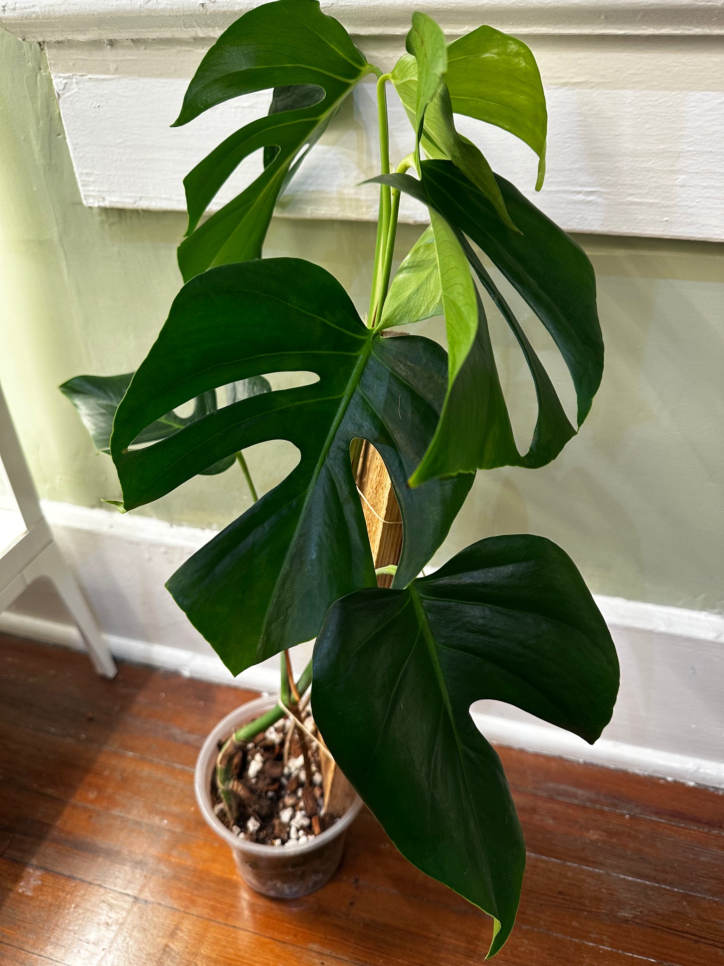 Monstera Sierrana Hawaiin Clone (Rare)