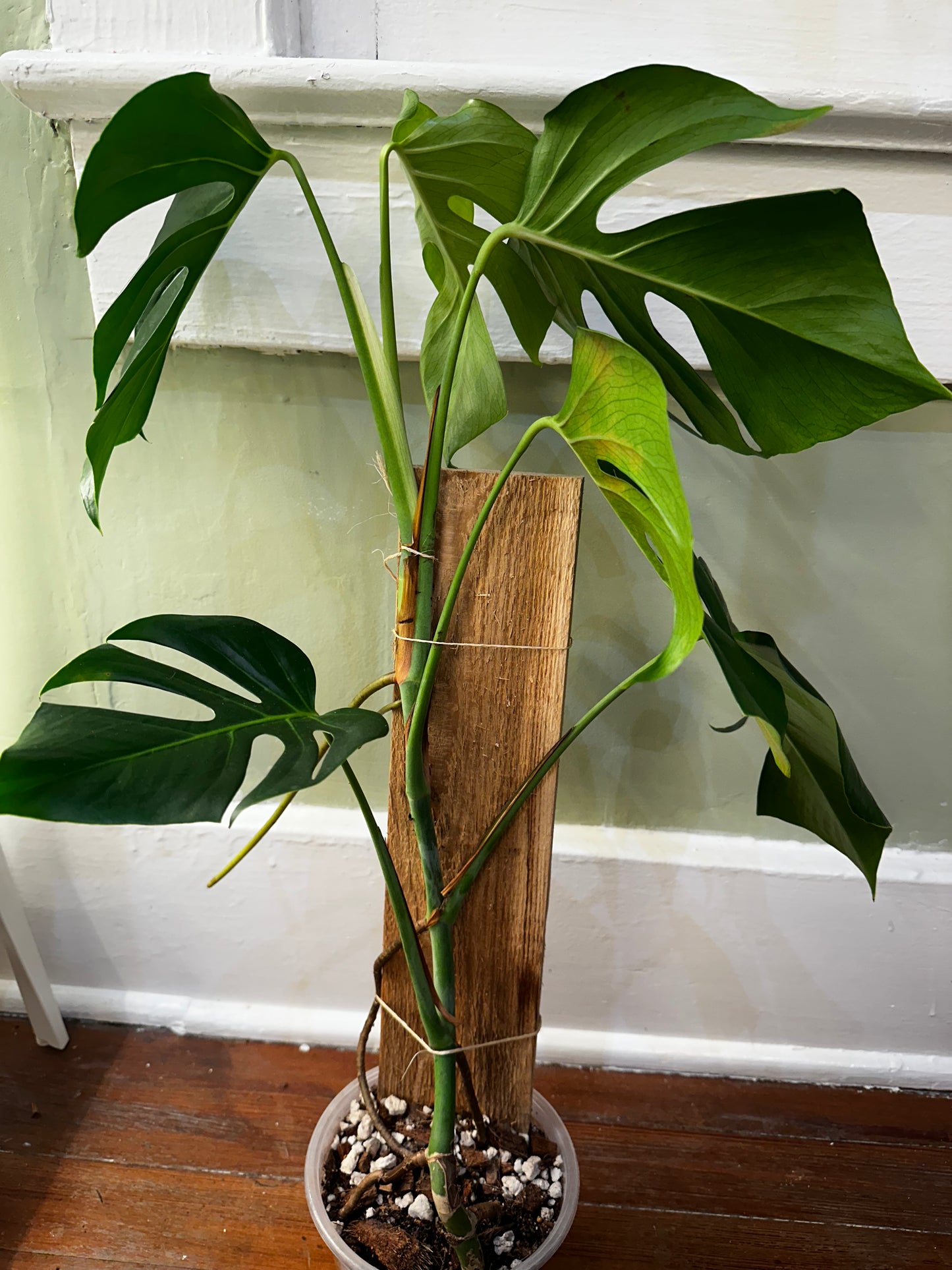 Monstera Sierrana Hawaiin Clone (Rare)