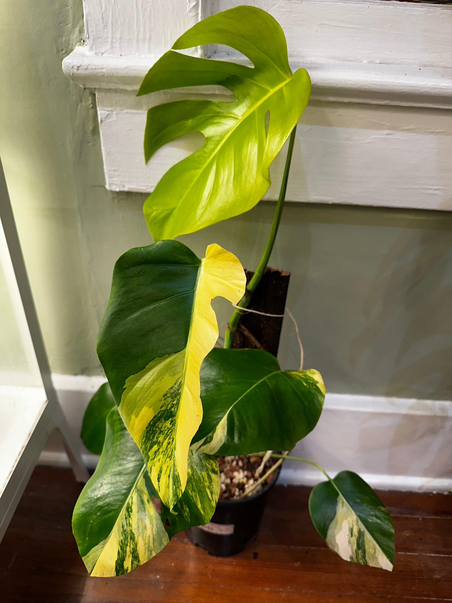 Monstera Aurea