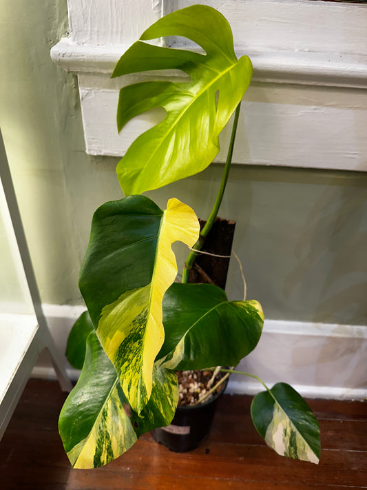 Monstera Aurea