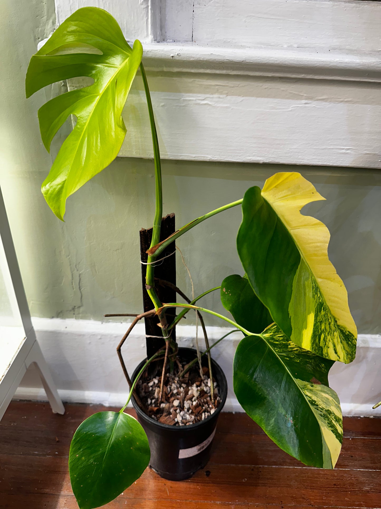 Monstera Aurea